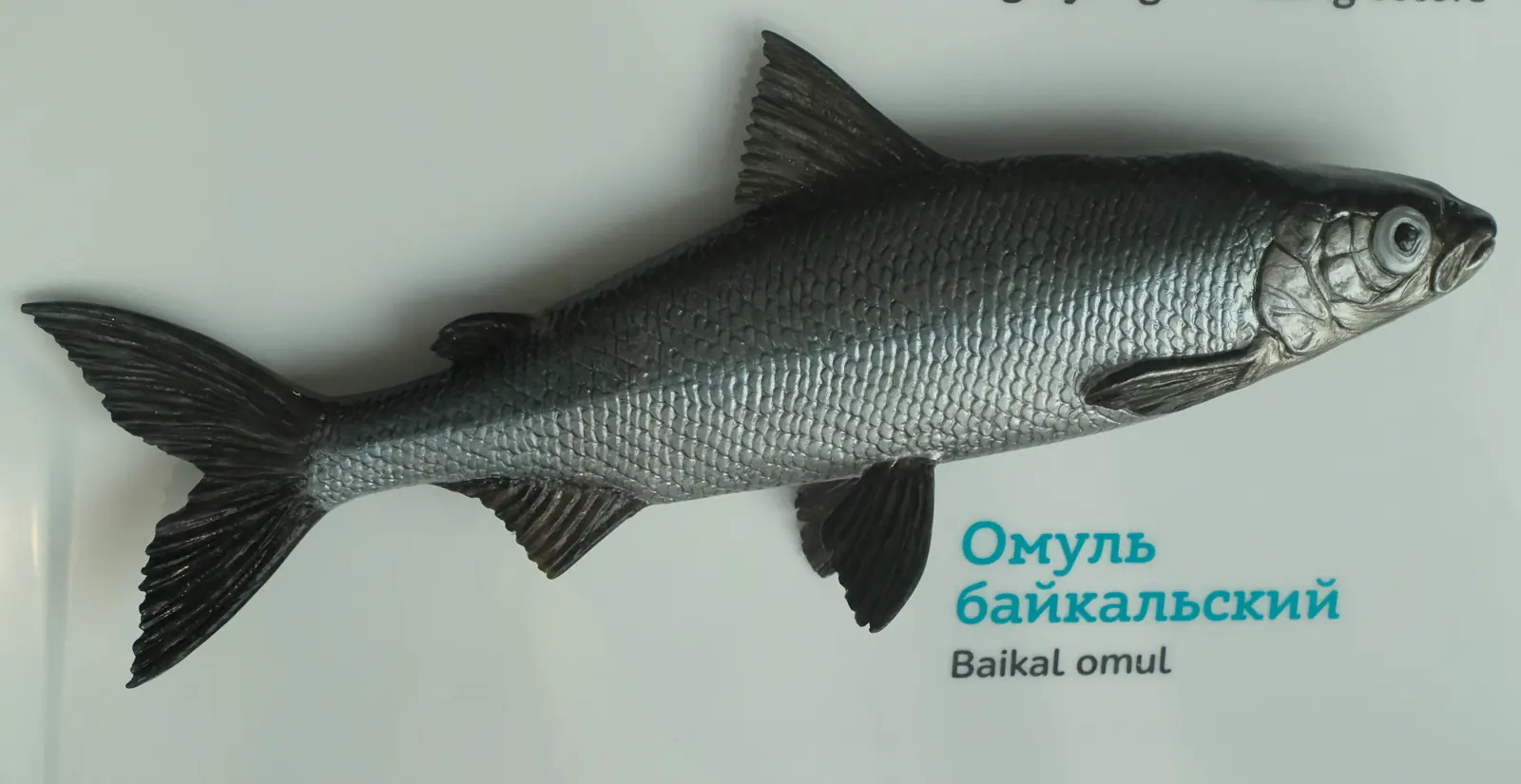 Байкальский омуль