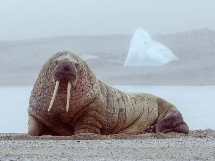 Морж