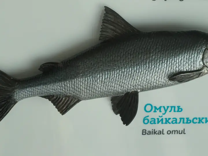 Байкальский омуль