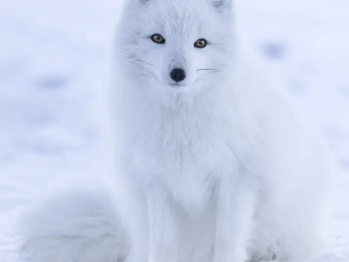 Песец